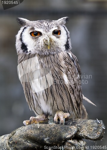 Image of eagle owl, Bubo bubo