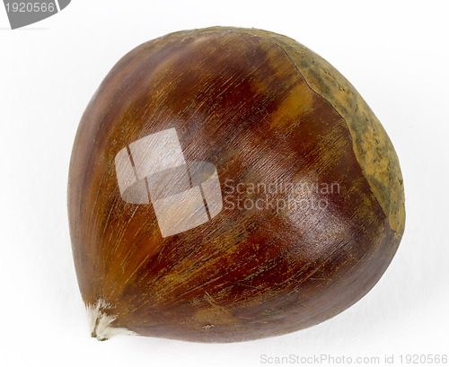 Image of single chestnut 