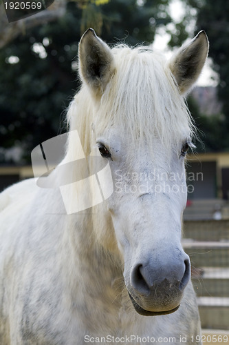 Image of white horse