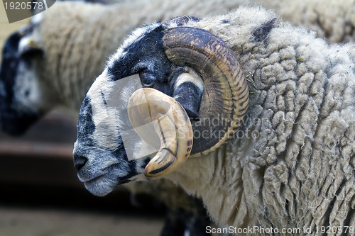Image of Black-faced sheep Latxa