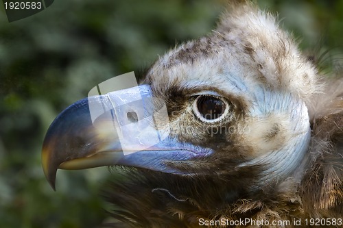 Image of black vulture, Aegypius Monachus