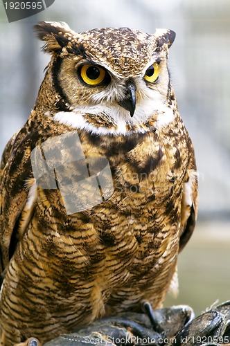 Image of eagle owl, Bubo bubo