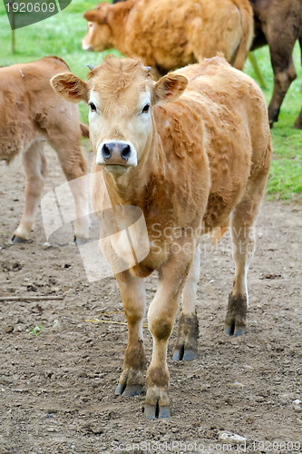 Image of Small cow