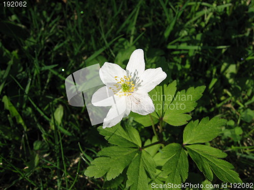 Image of one white anemone