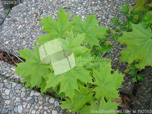 Image of maple leaves on stone