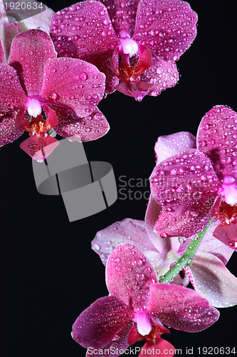 Image of Pink orchid at the dark