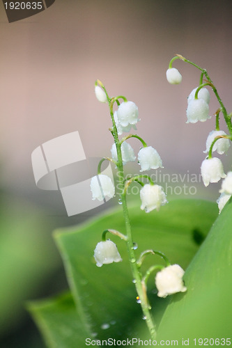 Image of Lily of the valley