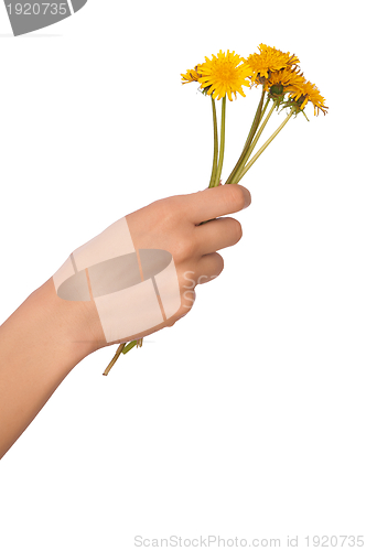 Image of yellow dandelions