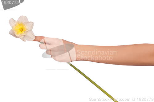 Image of white narcissus