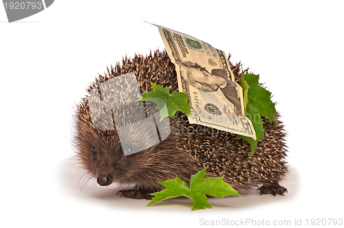 Image of hedgehog with dollars profit