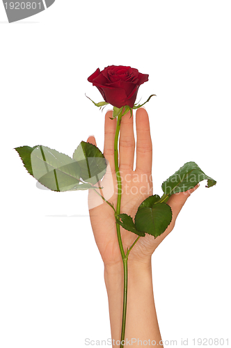 Image of red rose