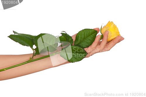 Image of yellow rose