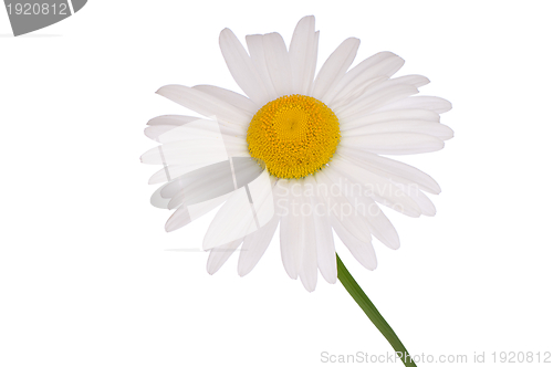 Image of white camomile