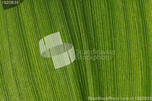 Image of green leaf