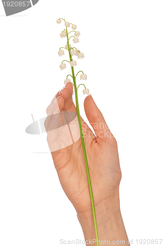 Image of lily of the valley