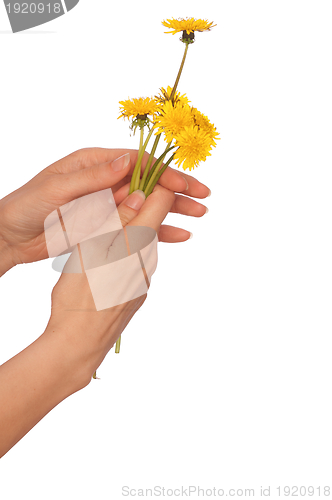 Image of yellow dandelions