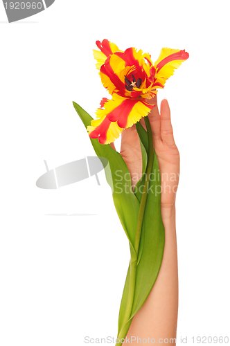 Image of colored tulip
