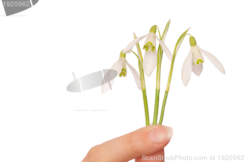 Image of snowdrops