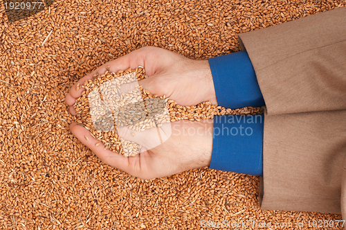 Image of crop wheat