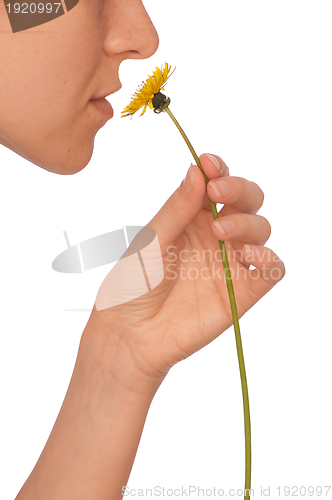 Image of yellow dandelion