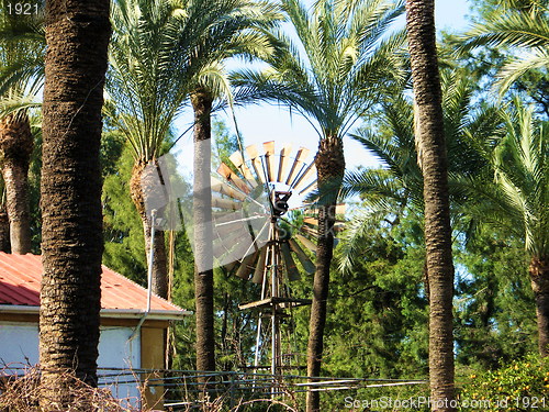 Image of Palm trees and windmills. Nicosia. Cyprus