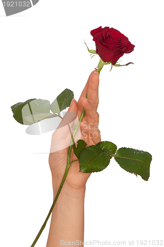 Image of red rose