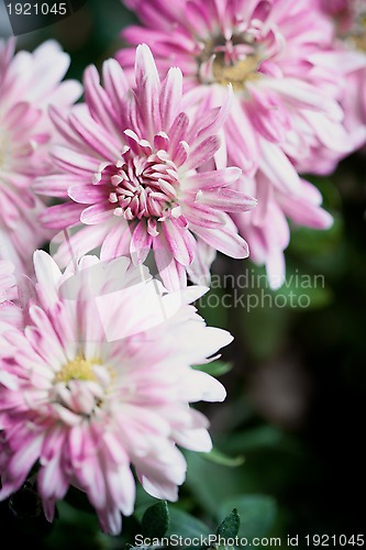 Image of pink flowers of chrysanthemum