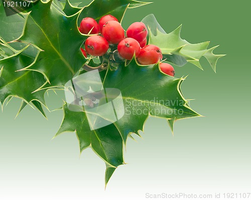 Image of Holly