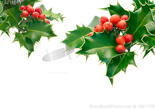 Image of Holly