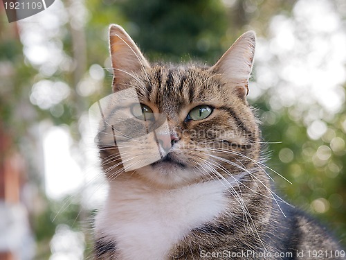 Image of Cat
