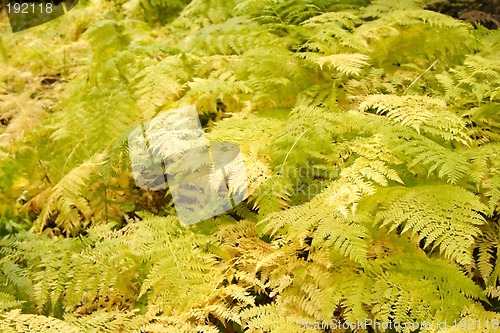 Image of Ferns