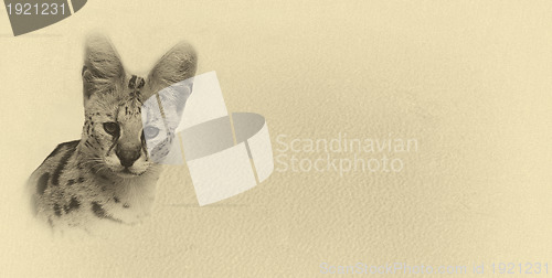 Image of Sepia Toned Serval with Text Card Banner