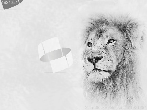 Image of Lion Face on Card Banner
