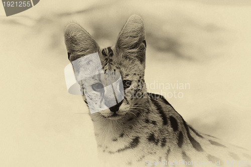 Image of Sepia Toned Serval