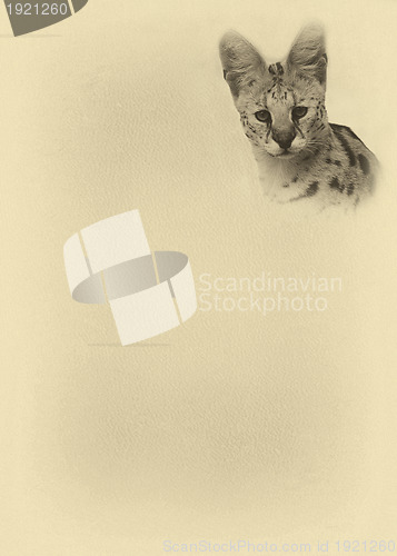 Image of Sepia Toned Large Serval with Text Page