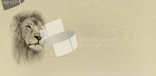 Image of Sepia Toned Lion Face with Text Card Banner