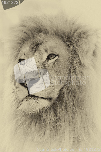 Image of Sepia Toned Lion Face