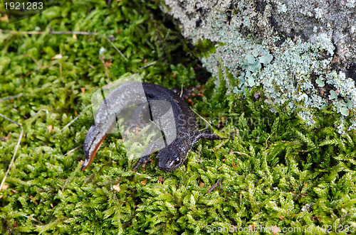 Image of newt triton eft cold-blooded amphibian moss 