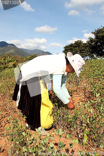 Image of Woman Coca harvesting in South America