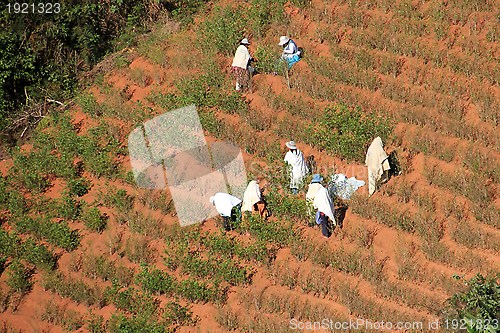 Image of Group of People harvesting coca plants in South America