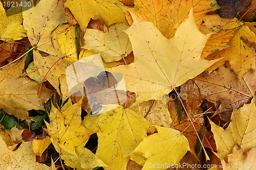 Image of maple leaves on the ground
