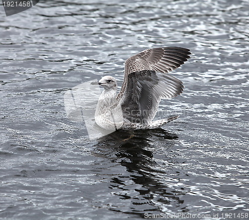 Image of seagull 