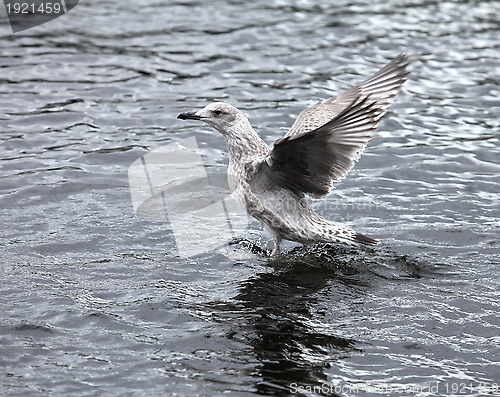 Image of seagull the flying