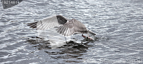 Image of seagull the flying