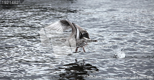 Image of seagull the flying