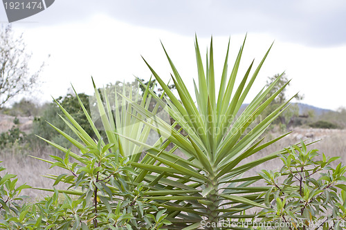 Image of green palm in tropical landscape in summer