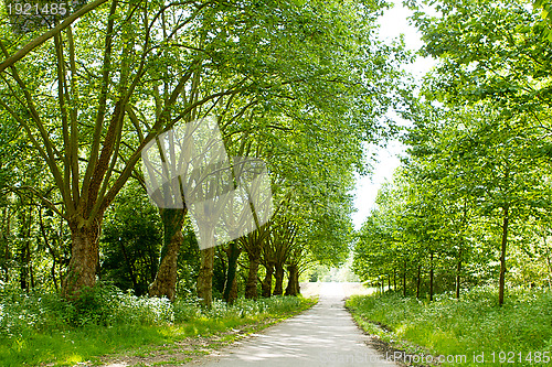 Image of road in forest with green trees in summer