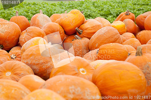 Image of orange yellow pumpkin outdoor in autumn