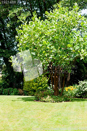 Image of garden park with green tree and lawn in summer