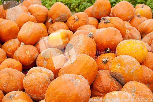 Image of orange yellow pumpkin outdoor in autumn